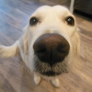 Meet your Posher, Ingrid